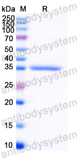 Recombinant Peanut Ara h 2/Conglutin-7 Protein, N-Trx-His