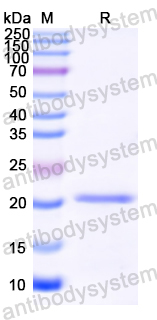 Recombinant European alder Aln g 1 Protein, N-His