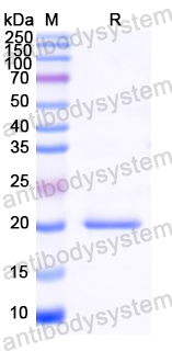 Recombinant European hazel Cor a 1 Protein, N-His