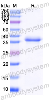 Recombinant Wheat Tri a 14/ltp157 Protein, N-GST & C-His