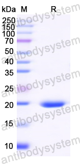 Recombinant Soybean Gly m 4/PR-10 Protein, N-His