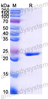 Recombinant Mouse-ear cress TBP1 Protein, N-His