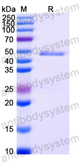 Recombinant Peanut Ara h 1 Protein, N-His & C-Avi