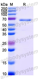 Recombinant Peanut Ara h 1 Protein, N-His