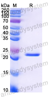 Recombinant Peanut Ara h 1 Protein, N-His