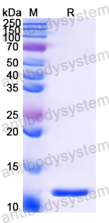 Recombinant European white birch Bet v 4 Protein, N-His