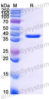 Recombinant Juniperus chinensis Sab c 1 Protein, N-His