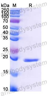 Recombinant Apple Mal d 1/MALD1 Protein, N-His