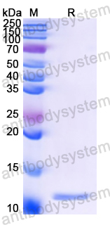 Recombinant Apple Mal d 3/MALD3 Protein, N-His