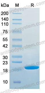 Recombinant Cherry PRUA1/Pru av 1 Protein, C-His